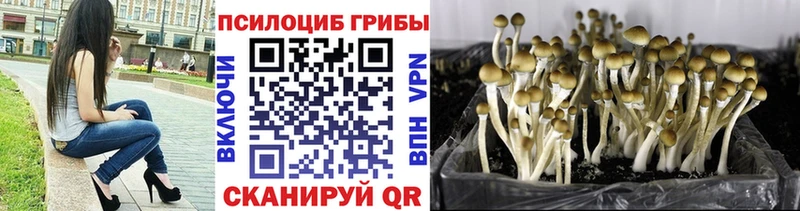 Галлюциногенные грибы Psilocybine cubensis  Ковров 
